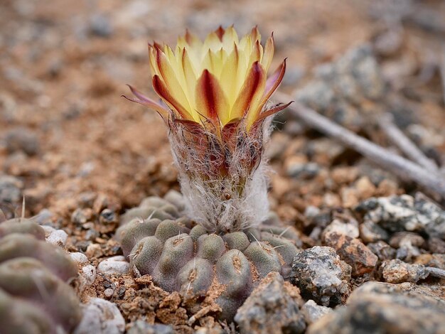 Photo cactus flowers