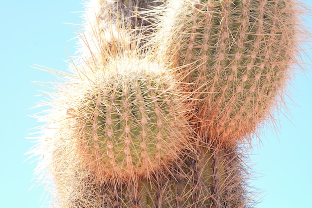 Cactus forest in Salta, Argentina.