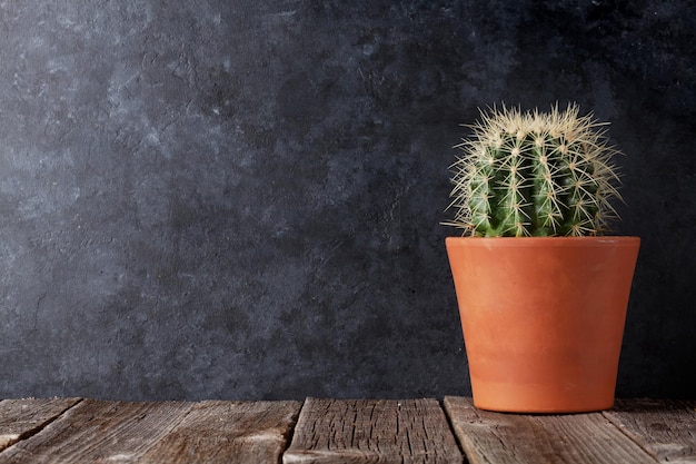 Photo cactus in front of classroom chalk board