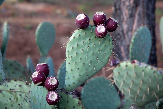 Cactus Fruit in Dehesa de la Villa Park, Madrid, Spain