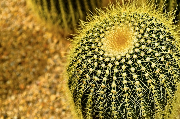 Cactus garden in botanic Garden Pavilion