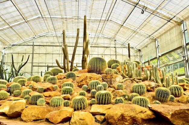 Cactus garden in botanic Garden Pavilion