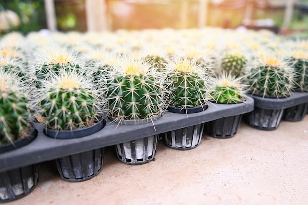 Giardino di cactus il vaso di cactus decora nel giardino una bella fattoria di cactus e un giardino di piante succulente in serra