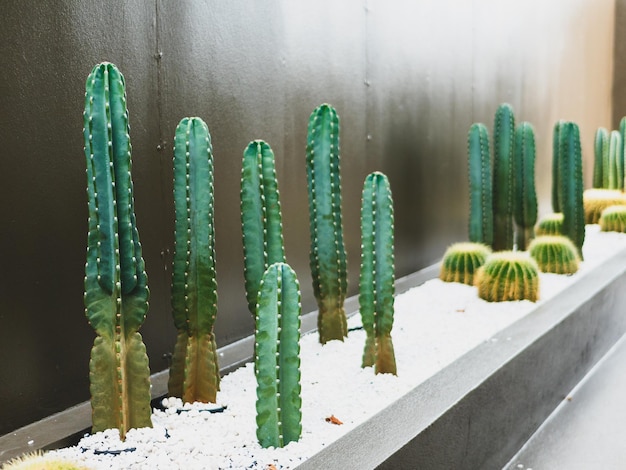 Cactus in the garden cafe.