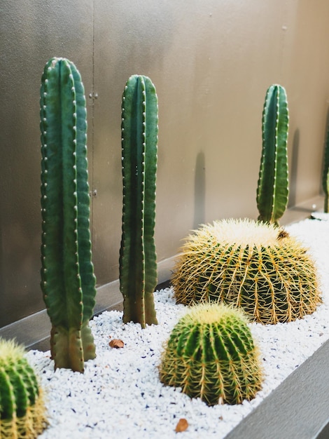 Photo cactus in the garden cafe.