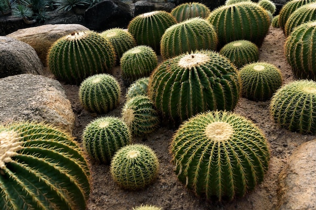 Cactus garden Different types of cacti