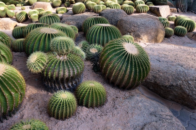 Cactus garden Different types of cacti