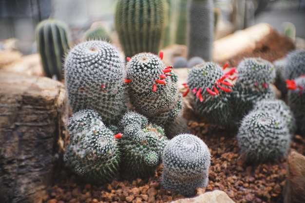 Cactus in garden has a brown stone around