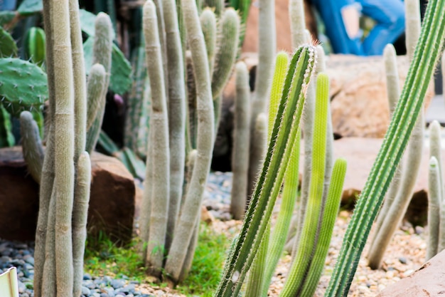 The cactus garden is full of tall cactus plants.