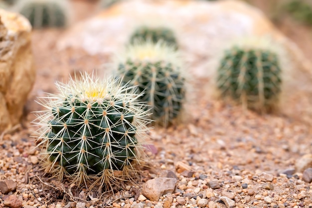 Cactus garden on sand ground.