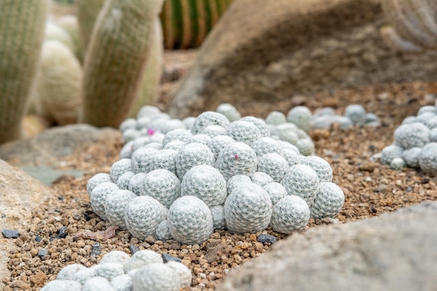 Cactus garden Various types of beautiful cacti Exotic cactus collection