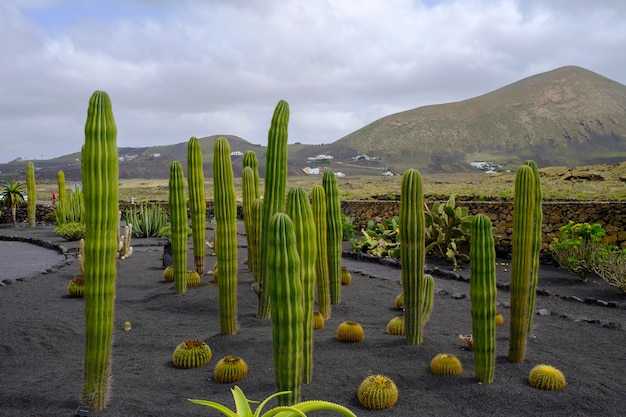 Lanzarote 카나리아 제도의 화산 토양에 있는 선인장 정원. 스페인