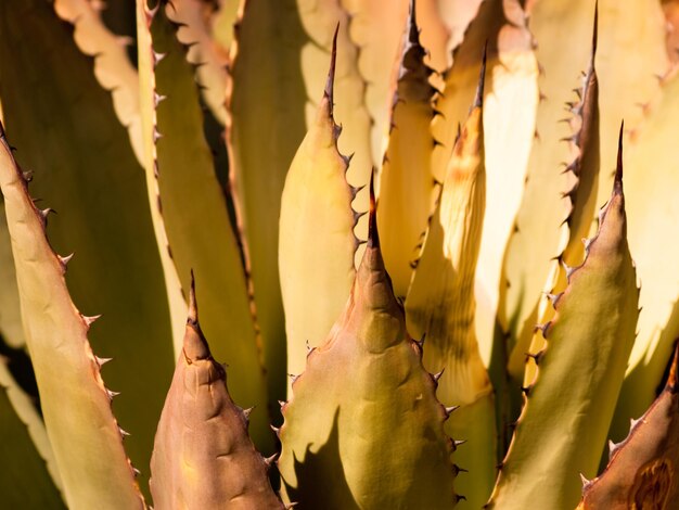 Cactus in the garden.