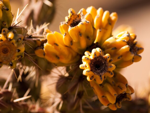 Cactus in the garden.