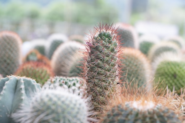 cactus in garden 