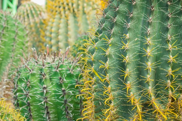 Cactus in the garden.