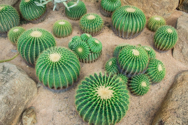 Foto cactus nel giardino.