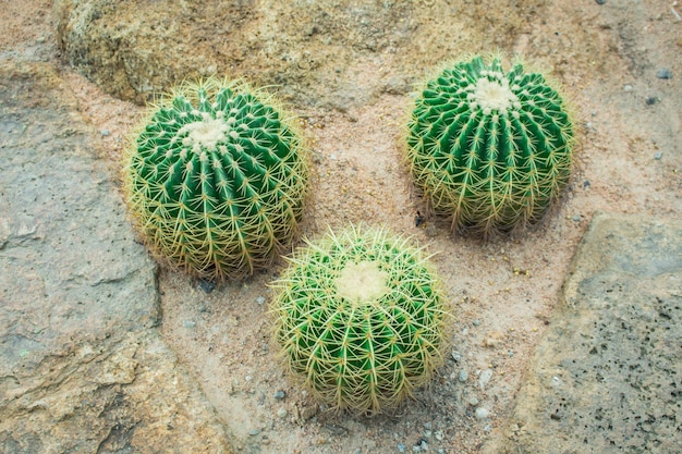 Photo cactus in the garden.