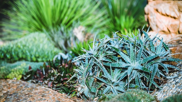 Cactus Garden