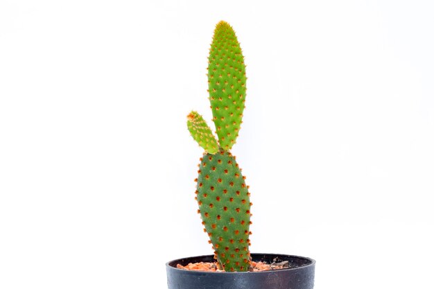 cactus geïsoleerd. Kleine decoratieve plant. Vooraanzicht.