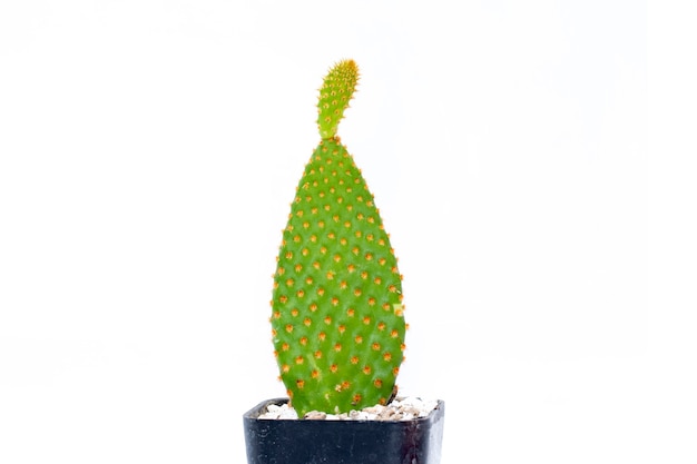 Cactus geïsoleerd. kleine decoratieve plant. vooraanzicht.