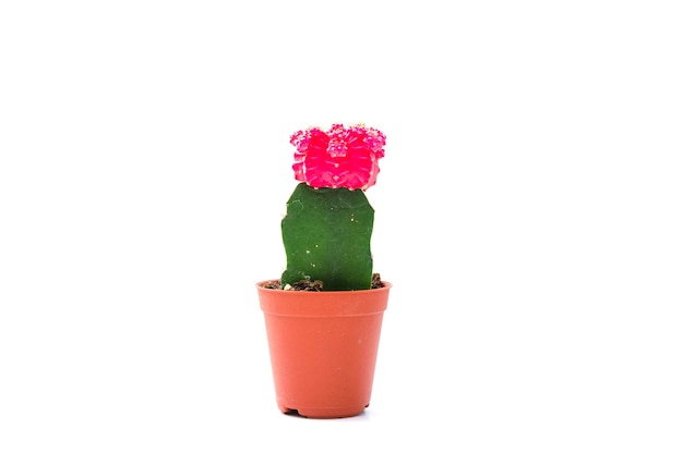 Cactus geïsoleerd