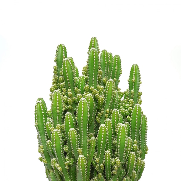 Cactus geïsoleerd