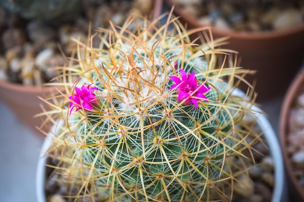 Cactus genaamd Mammillaria met roze bloemen