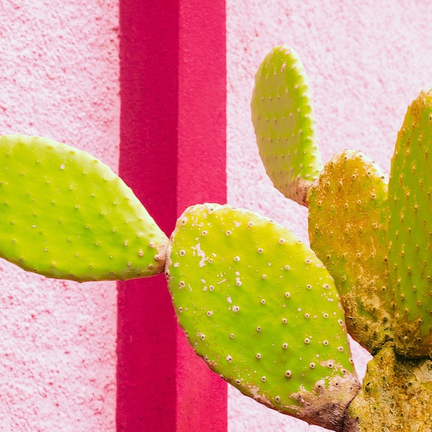 Cactus on geometric wall. Minimal colorful concept