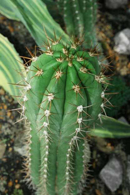 Cactus geplant in botanische tuin close-up