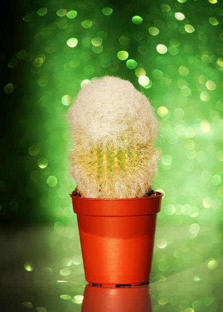 Cactus on glitter bokeh abstract green background.