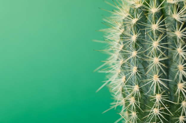 Cactus on green background, close up. House plant