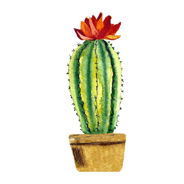 Cactus green brown pot sketch. A watercolor illustration. Hand drawn texture. Isolated white back.