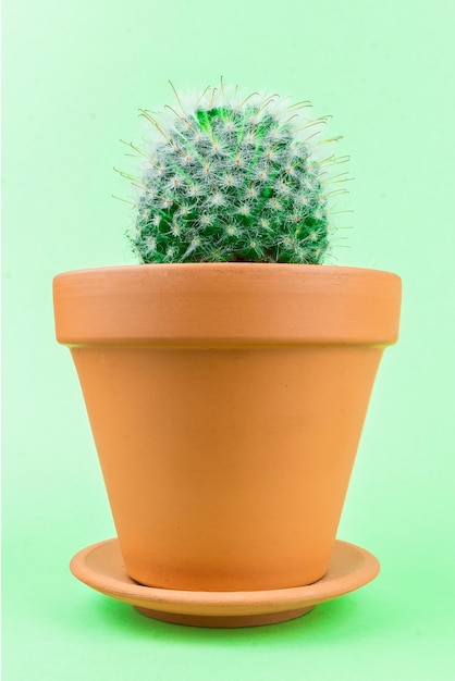 Cactus on a green 