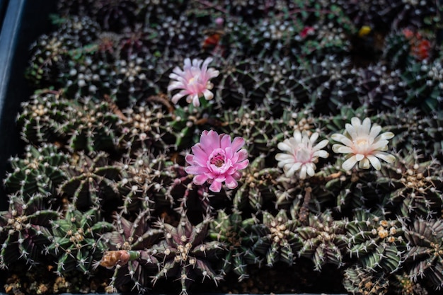 Cactus greenhouse closeup shot