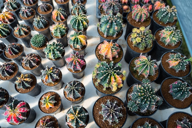 Cactus greenhouse closeup shot