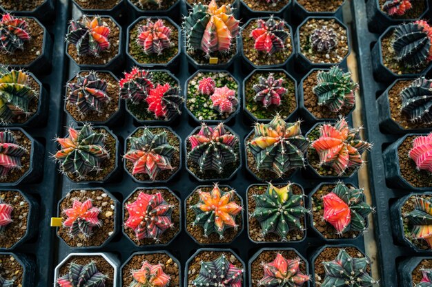 Cactus greenhouse closeup shot