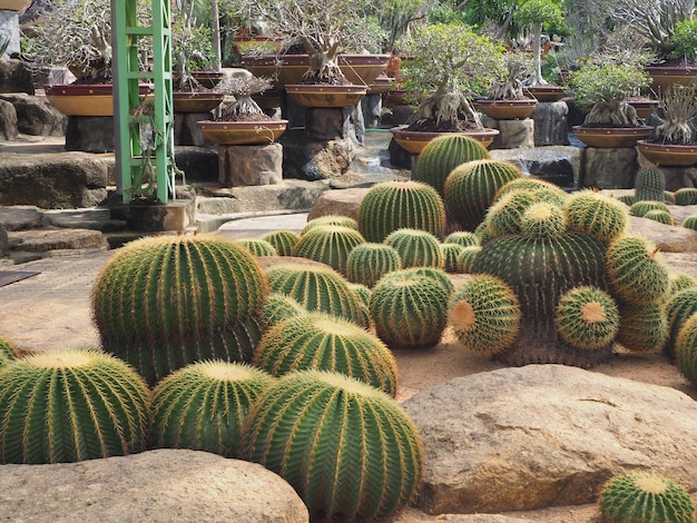 Foto cactus groeit in de tuin