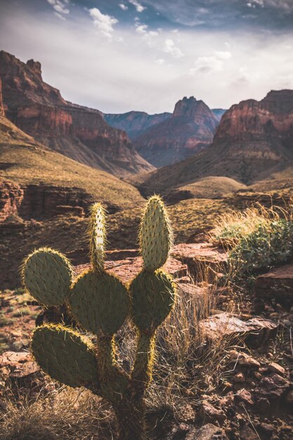 Cactus groeit op de berg tegen de lucht.