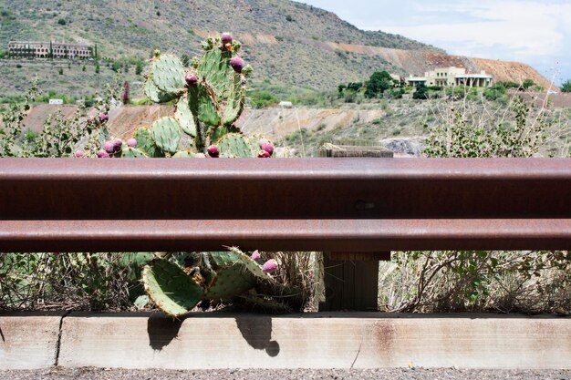 Foto cactus groeit op het veld bij de reling