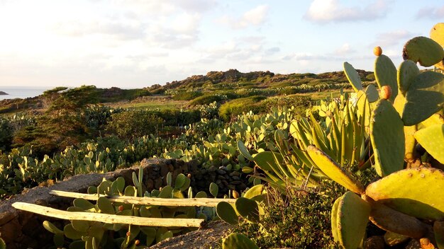 Foto cactus groeit op het veld tegen de lucht