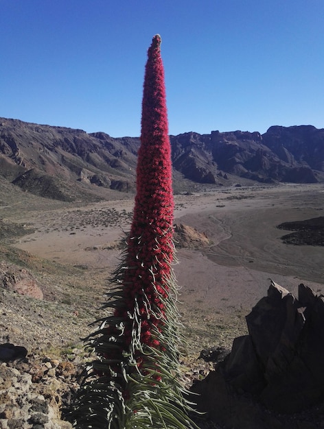 Foto cactus groeit op rots in de woestijn tegen een heldere blauwe lucht