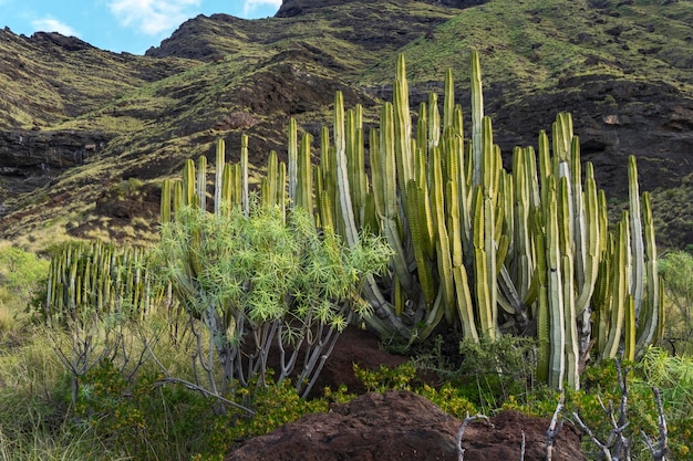 Cactus groeit tegen de berg op het land