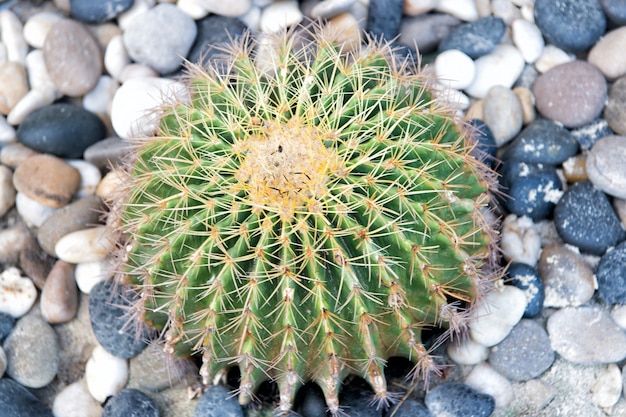 Cactus grow on pebble background. succulent plant with thorny\
spines. desert, park, garden. decor, landscape, design.