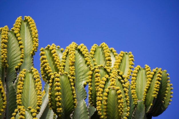 Cactus growing against blue sky