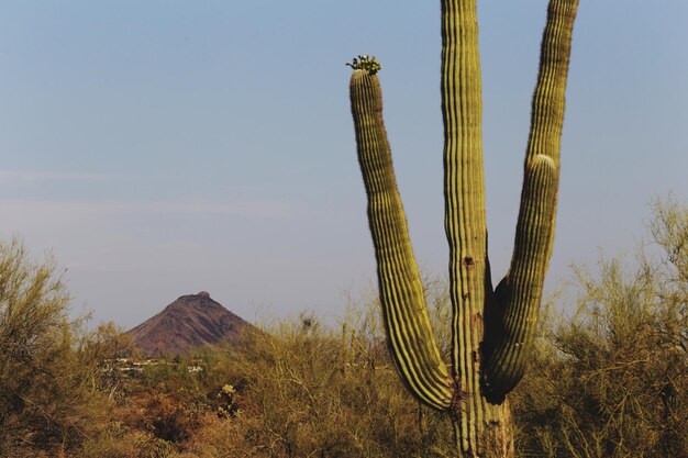 Foto cactus che crescono contro il cielo