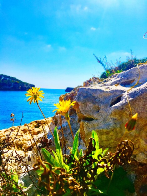 Cactus growing by sea against sky