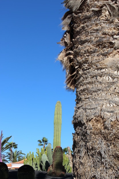 Cactus growing by tree against clear sky