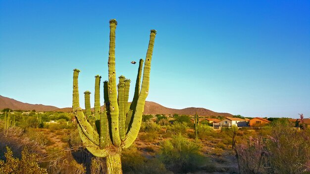 Cactus growing in desert against clear blue sky