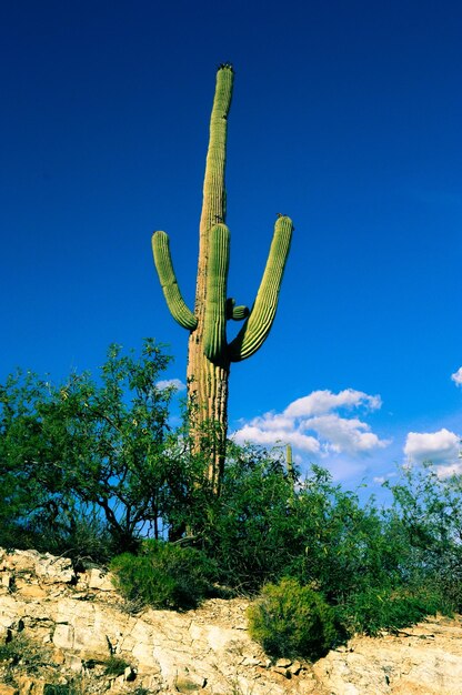 Cactus growing on field against blue sky